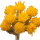 Senecio note image
