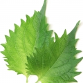 Shiso note image