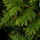 Siam Wood note image