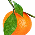 Sicilian Mandarin Blossom