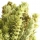 Sideritis Mountain Tea note image