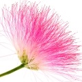 Silk Tree Blossom note image