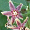 Silk Vine or Milk Broom note image