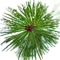 Silver Pine