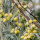Silverberry note image