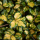 Silverthorn Flower note image