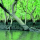 Siriuba Tree note image