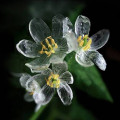 Skeleton Flower note image