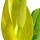 Skunk Cabbage note image