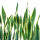 Snake Plant note image