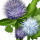 Snow Lotus note image