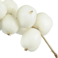Snowberry note image