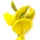 Spanish Broom note image