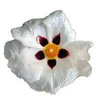 Spanish Labdanum