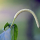 Spiked Pepper note image