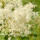 Spiraea note image