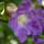 Strobilanthes Callosa note image