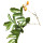 Swartzia note image