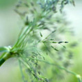 Sweet Grass note image
