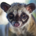 Synthetic Civet