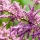 Tamarisk