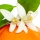 Tangerine Blossom note image