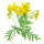 Tansy note image