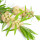 Tea Tree Oil note image