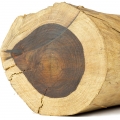 Texas Rosewood