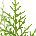 Thuja note image
