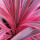Ti Leaf (Cordyline) note image