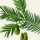 Torreya note image