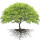 Trees note image