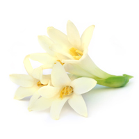 Tuberose