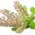 Tulsi note image