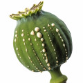 Tunisian Opium