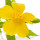 Turnera Diffusa (Damiana) note image