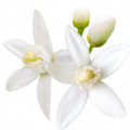 Valencia Orange Flower