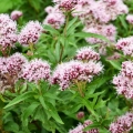 Valerian note image