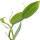 Vanilla Leaves note image