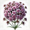 Vervain note image