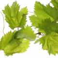 Vine note image