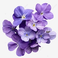 Violet Leaf