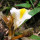 Wan Sao Lhong note image