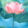 Water Flowers