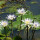Water Lily Leaf note image