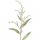 Water Pepper note image