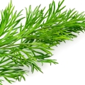 Watercress