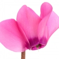 Watery Cyclamen