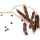 Wattleseed note image
